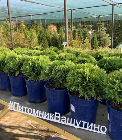 Питомник «Вашутино»